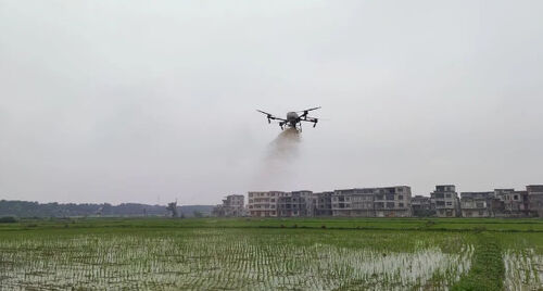 ultime notizie aziendali su Città antica: Drone "in servizio" per aiutare a stabilizzare la resa del riso e aumentare i redditi